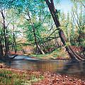 Bull Creek