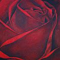 Red Rose